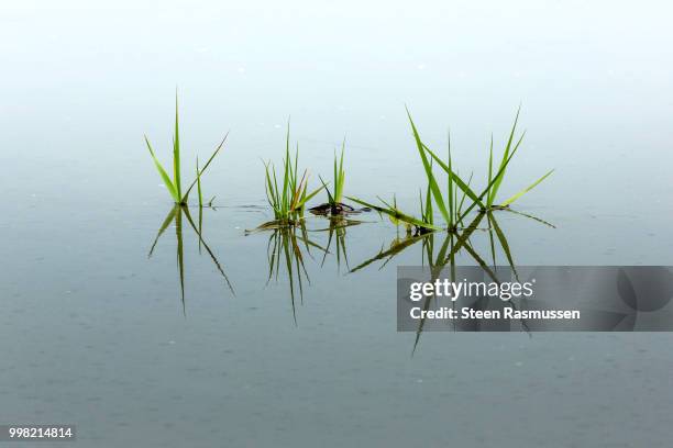 water reflections - steen stock pictures, royalty-free photos & images