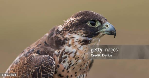 predator - saker falcon falco cherrug stock pictures, royalty-free photos & images