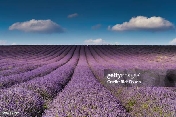 hitchin lavender ickleford - hitchin photos et images de collection