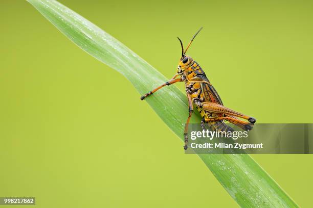 eastern lubber grasshopper - lubber grasshopper stock pictures, royalty-free photos & images