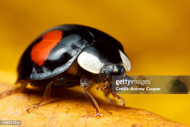 the mote in the mimic's eye - mote stock pictures, royalty-free photos & images
