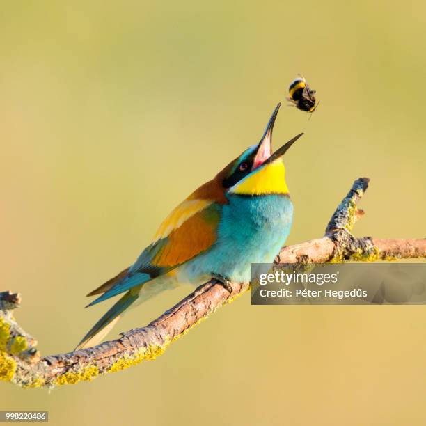 playing bee-eater #2 - bee eater stock pictures, royalty-free photos & images