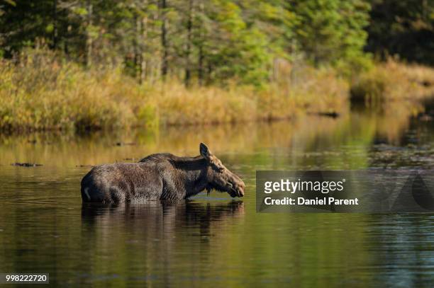 it's a feeding moose... - daniel elk stock pictures, royalty-free photos & images