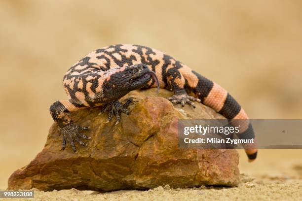 gila monster - schuppenkriechtiere stock-fotos und bilder