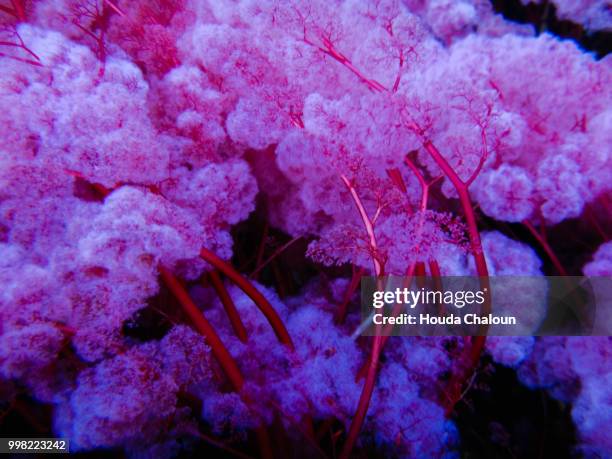 inside the rainbow river - houda stock pictures, royalty-free photos & images