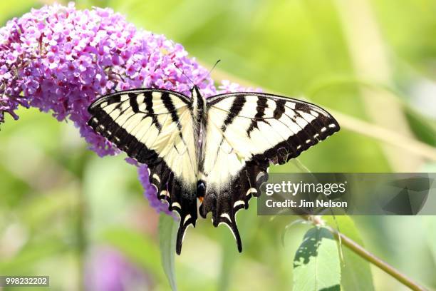 eastern tiger swallowtail - eastern tiger swallowtail stock pictures, royalty-free photos & images