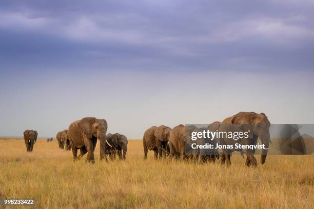 world elephant day - baby elephant walking stock pictures, royalty-free photos & images