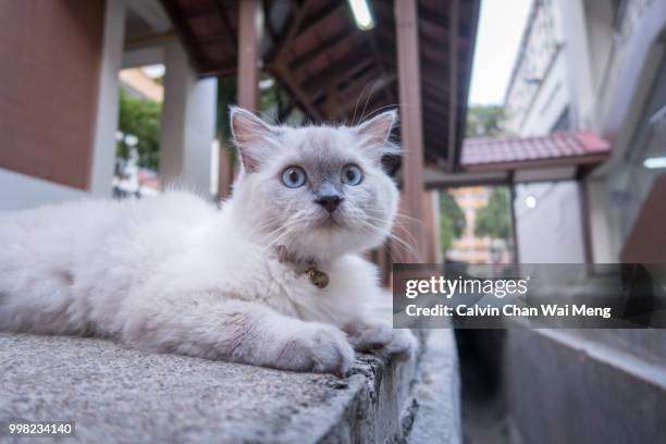 grumpy cat looking into camera - grumpy kitten stock pictures, royalty-free photos & images