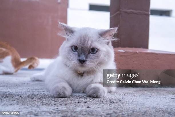 grumpy cat looking into camera - portrait chantier stock-fotos und bilder