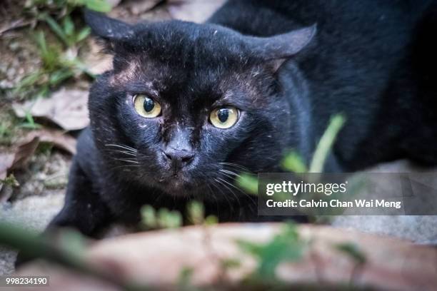 grumpy cat looking into camera - portrait chantier stock-fotos und bilder