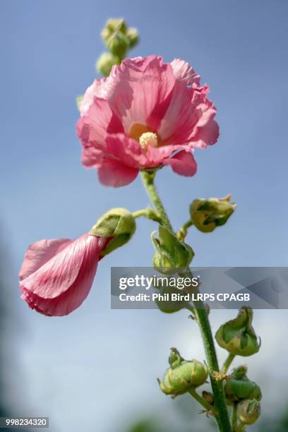 pink mallow flowering in east grinstead - east grinstead stock pictures, royalty-free photos & images