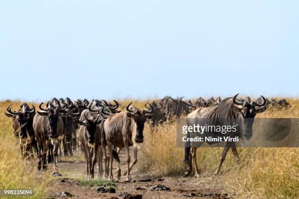 migration starts! - wildebeest - blue wildebeest stock pictures, royalty-free photos & images