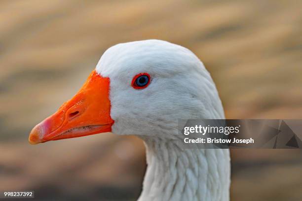 a close encounter - マゼランガン ストックフォトと画像