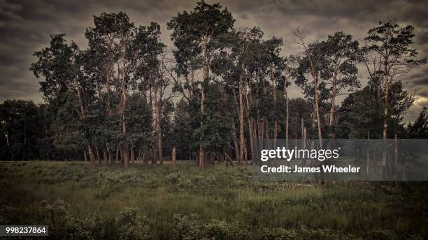 some trees - wheeler stock pictures, royalty-free photos & images