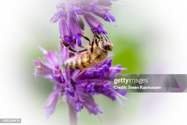 bee on purple flower - steen stock pictures, royalty-free photos & images