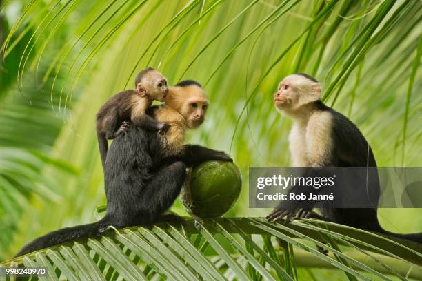 family hour - white throated capuchin monkey stockfoto's en -beelden