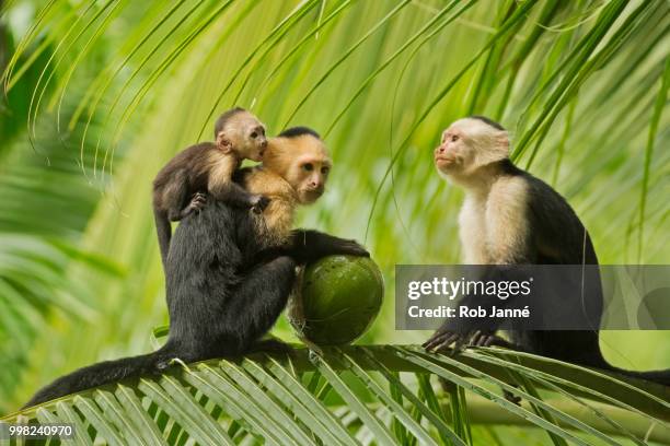 family hour - capuchin monkey stock pictures, royalty-free photos & images