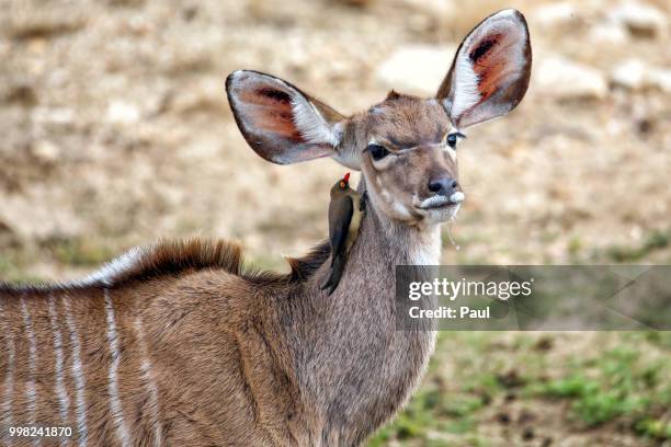 kudu - greater kudu stock pictures, royalty-free photos & images