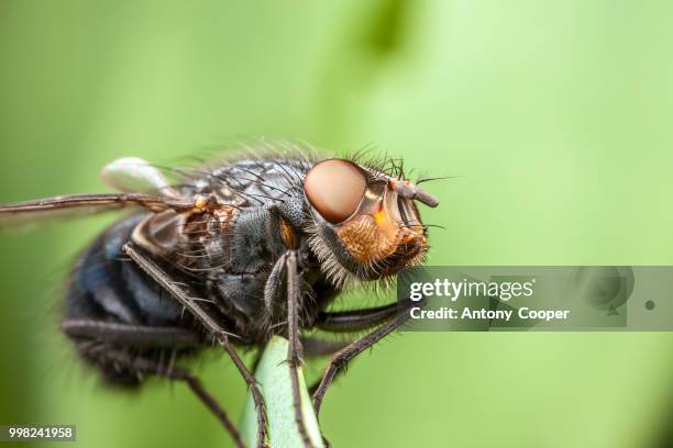 bluebottle - bluebottle fly stock pictures, royalty-free photos & images
