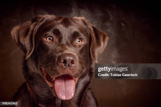 chocolate labrador retriever - chocolate labrador ストックフォトと画像