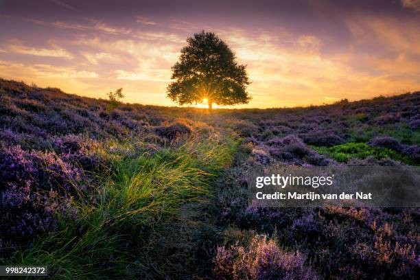 posbank sunrise - posbank stockfoto's en -beelden