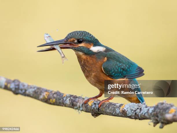 kingfisher bird (alcedo atthis) eating a fish - snipefish stock pictures, royalty-free photos & images