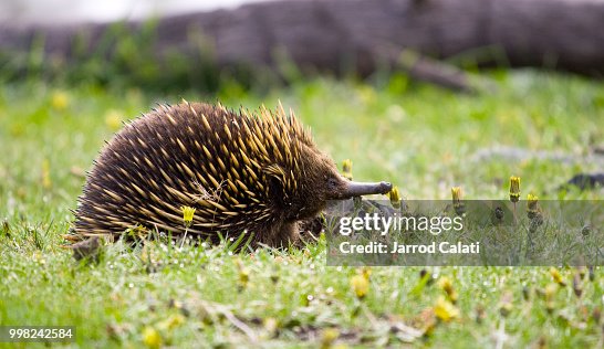 Echidna Echidna