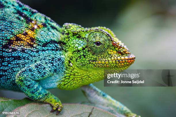 rwenzori three-horned chameleon - chameleon stock-fotos und bilder