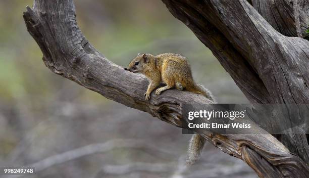 Tree Squali 21,095 Tree Squirrel Stock Photos, High-Res Pictures, and Images ...