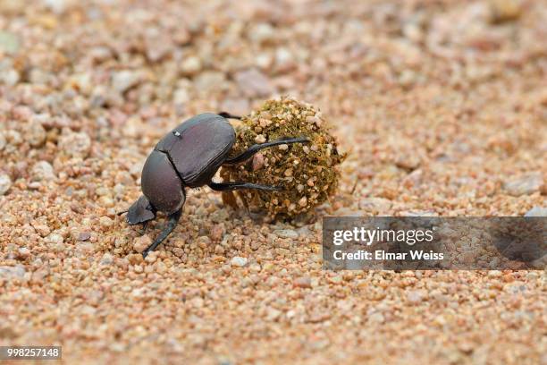 dung beetle - dung stock pictures, royalty-free photos & images