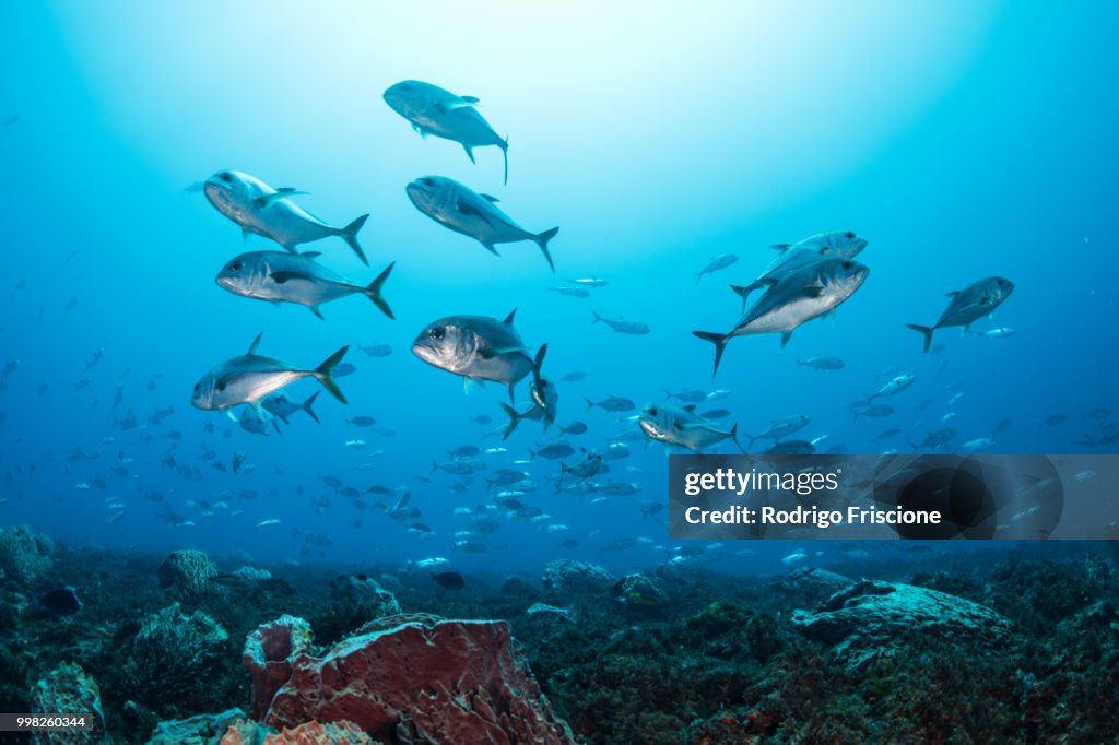 Schooling Bigeye jacks around reef structure, Puerto Morelos, Quintana Roo, Mexico