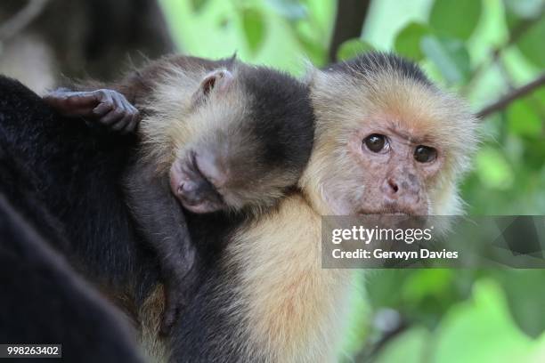 capuchin monkey - mono capuchino de garganta blanca fotografías e imágenes de stock