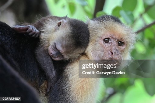 Capuchin Monkey Capuchin Monkey