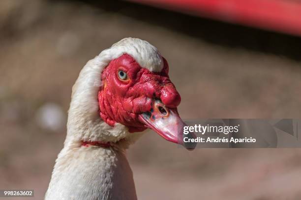 red beak 1 - muscovy duck stock pictures, royalty-free photos & images