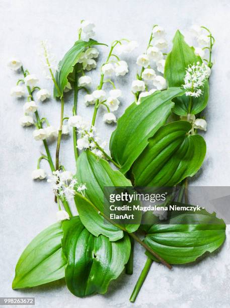 lily of the valley cut flowers and leaves, overhead view - valley of flowers stock pictures, royalty-free photos & images
