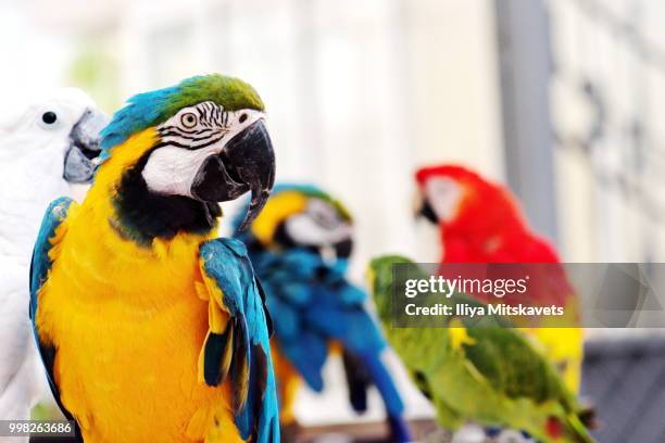 ys - aviary stock pictures, royalty-free photos & images