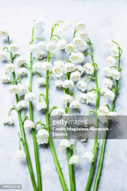lily of the valley flowers on white background - valley of flowers stock pictures, royalty-free photos & images