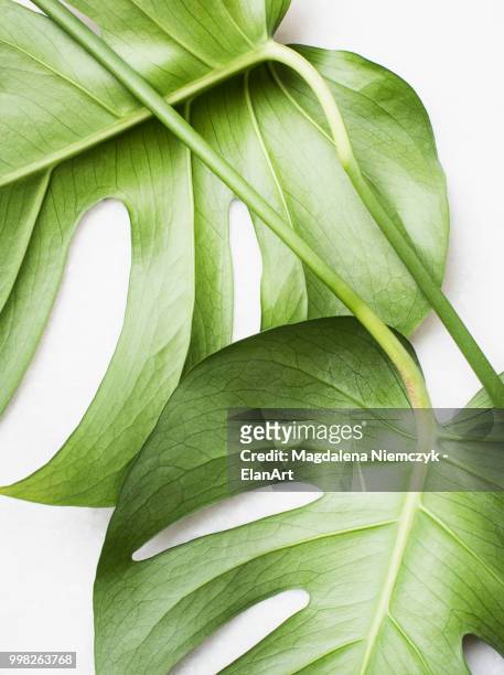 monstera leaves, close up - monstera leaf stock pictures, royalty-free photos & images