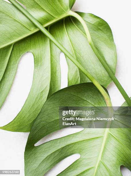 monstera leaves, close up - monstera imagens e fotografias de stock