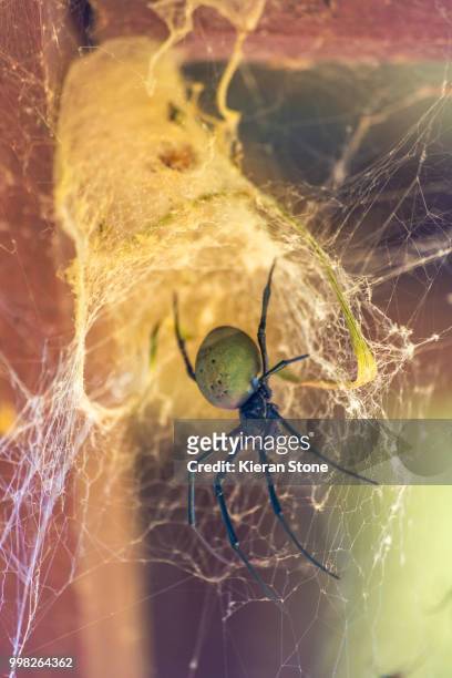 large spider - arachnophobia stock pictures, royalty-free photos & images