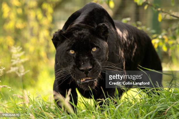 black jaguar series - black leopard stock-fotos und bilder