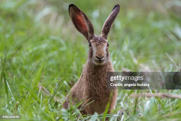 photo by: angelo butera - lepus europaeus stock pictures, royalty-free photos & images