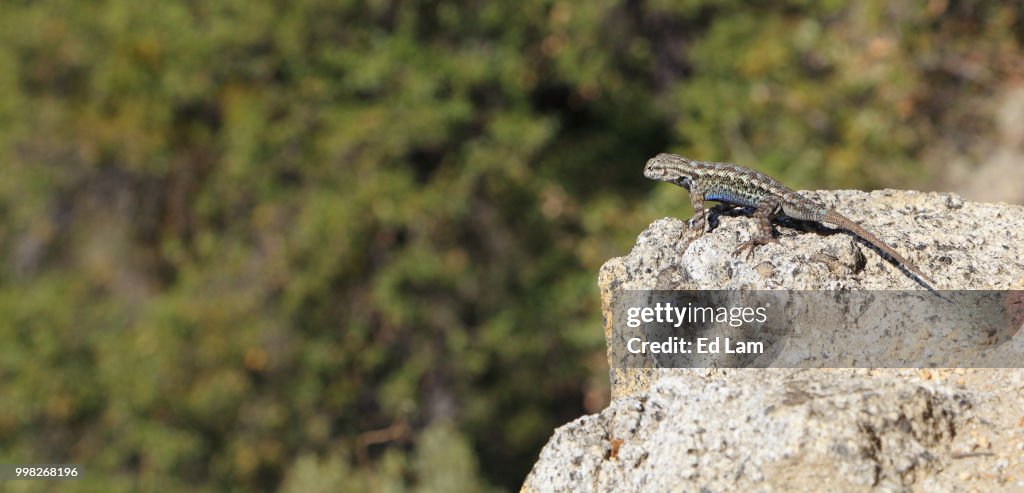 Sagebrush Lizard