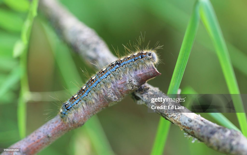 Forest Tent Caterpillar
