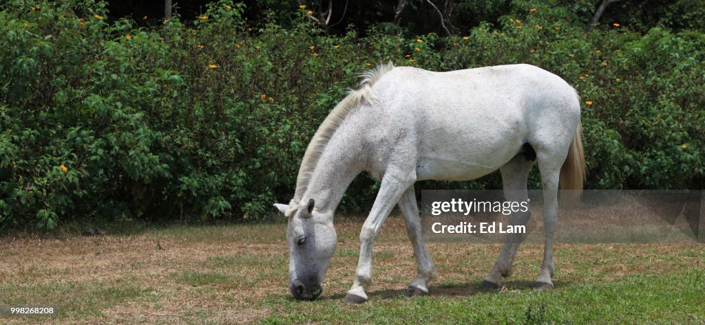 White Horse