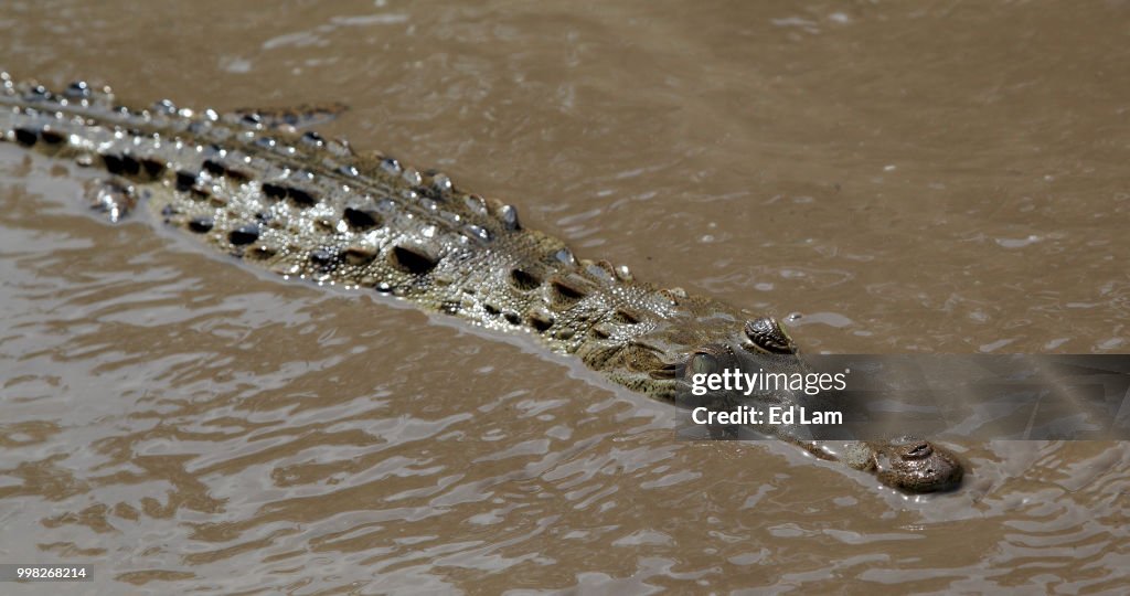 American Crocodile