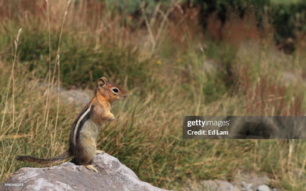 Chipmunk