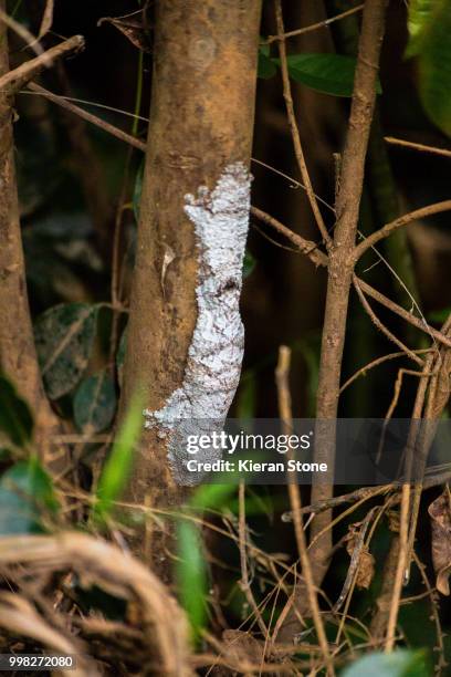 rare mossy leaf tail gecko that looks like lichen on a tree trunk. - uroplatus fimbriatus stock pictures, royalty-free photos & images