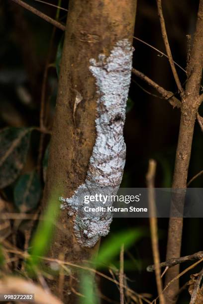 rare mossy leaf tail gecko that looks like lichen on a tree trunk. - uroplatus fimbriatus stock-fotos und bilder