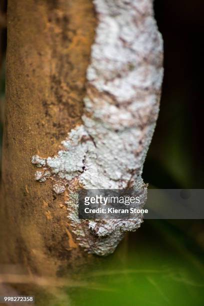 rare mossy leaf tail gecko that looks like lichen on a tree trunk. - uroplatus fimbriatus stock pictures, royalty-free photos & images